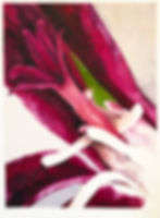 Flower of Pelargonium Sidoides 1