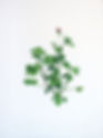 Pelargonium Shrubland Rose, 2019