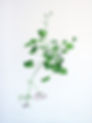 Pelargonium reniforme, 2019