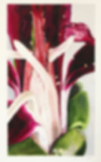 Flower of Pelargonium Sidoides 4