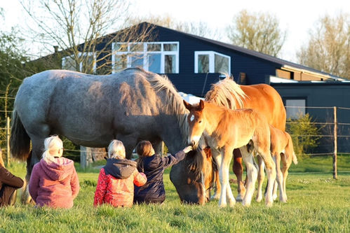 paardenwei.JPG