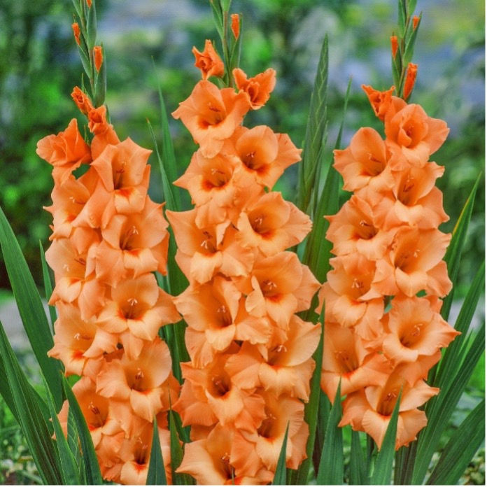 Gladiolen Kesselaar BV