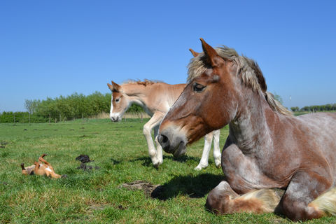 Paard en veulen in de wei
