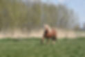 Paard in de wei