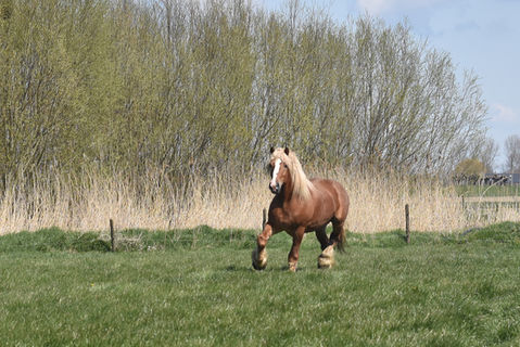 Paard in de wei