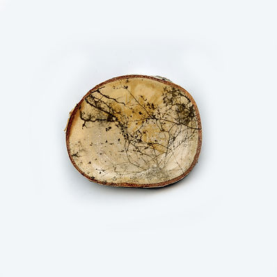 Tree wood2.jpg