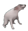 dog-dance.gif