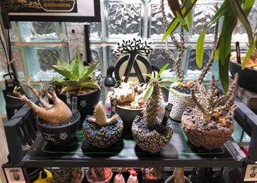 珍奇植物