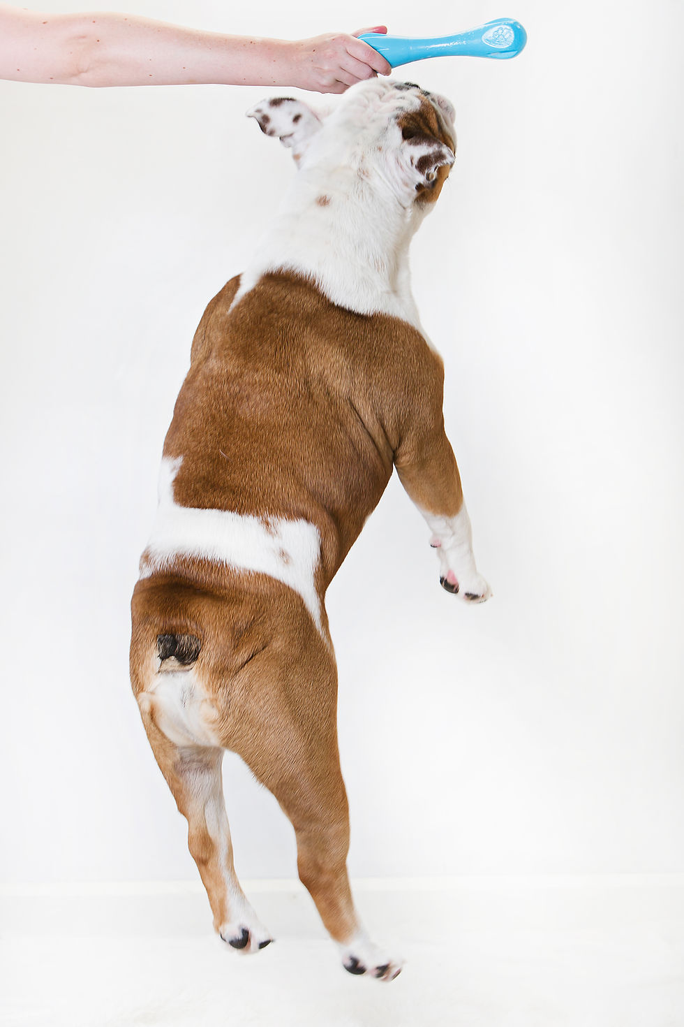 Meatball english bulldog jumping