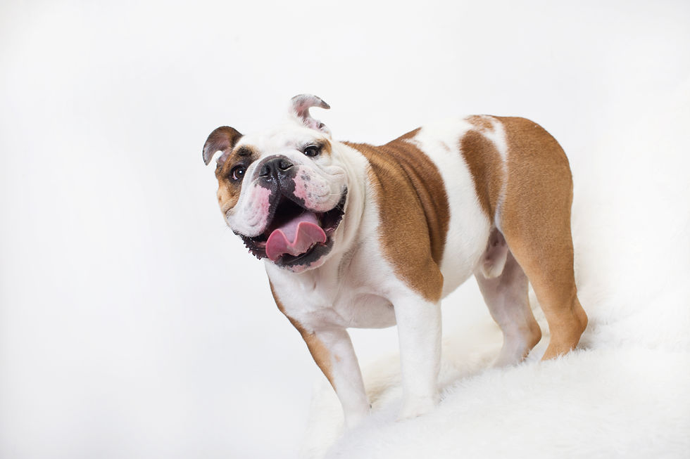 Meatball the bulldog