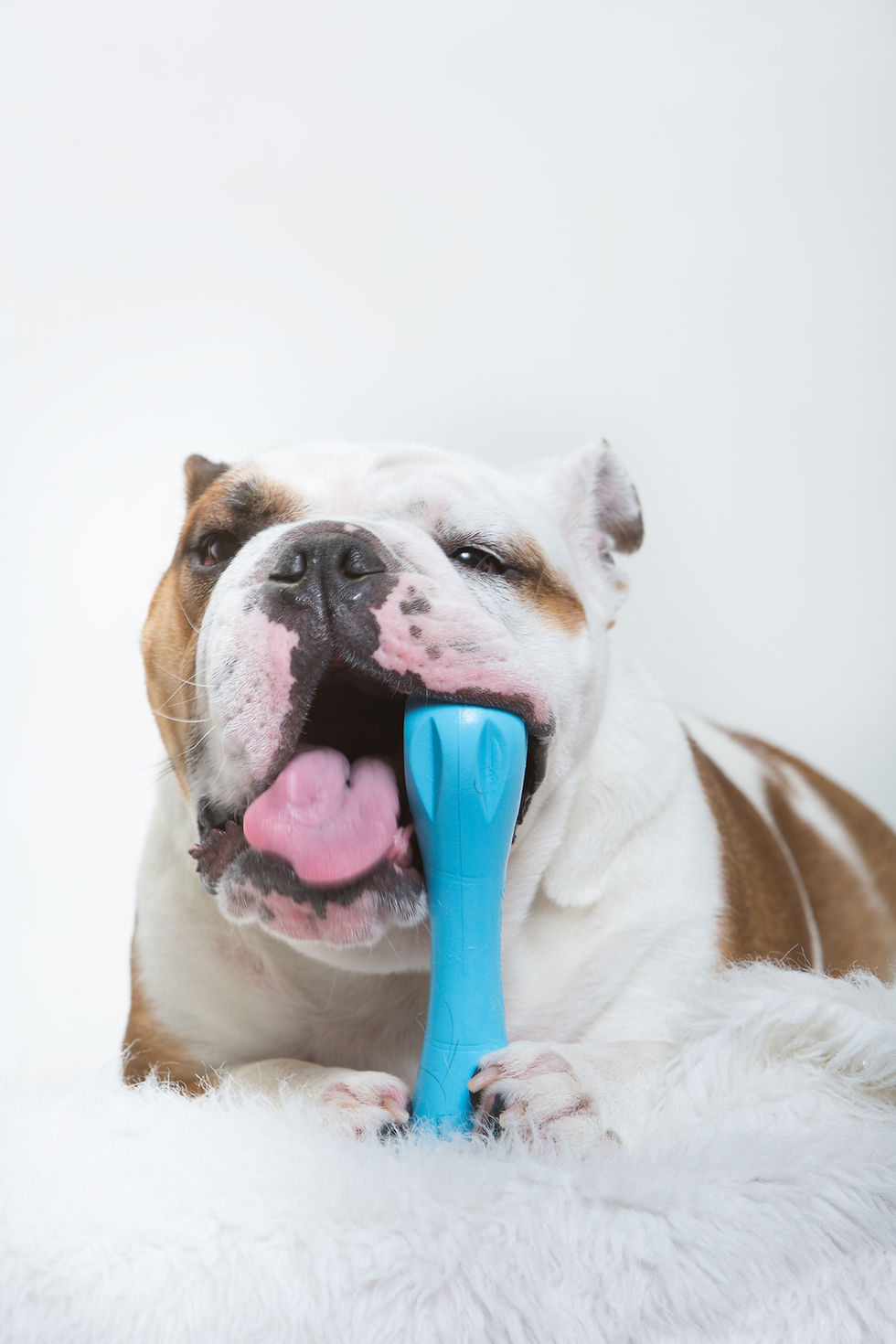 Meatball bulldog with chew toy