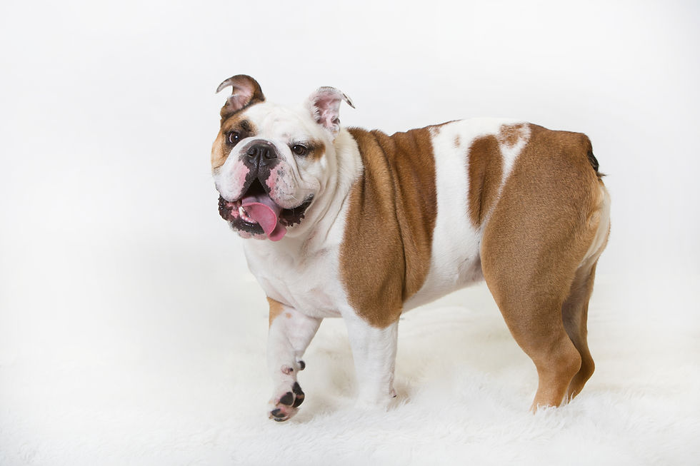 Happy bulldog meatball