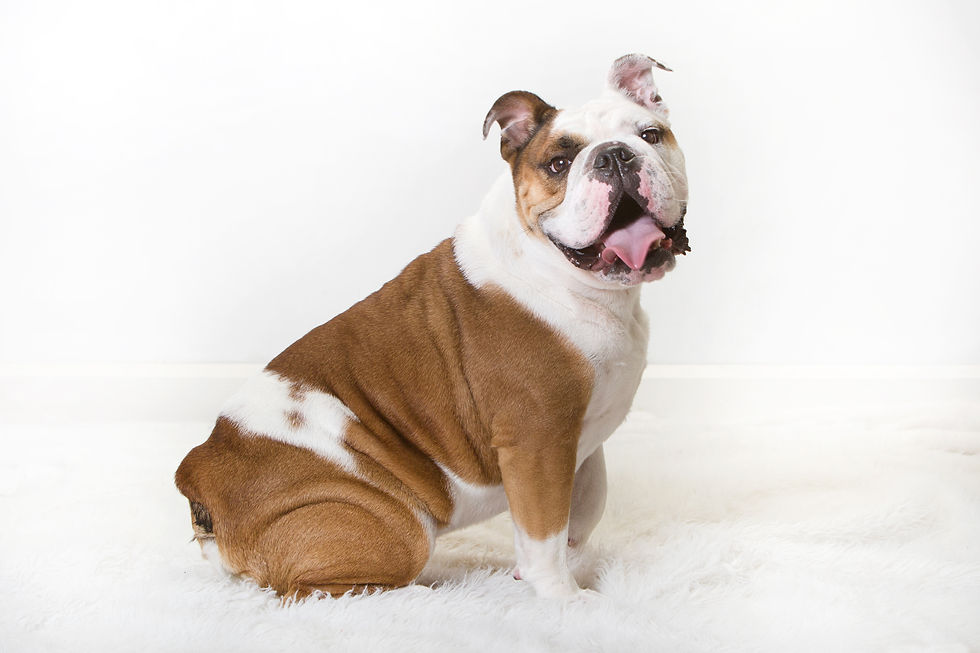 Meatball Bulldog Pet Model