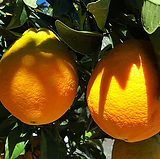 seedless.PNG