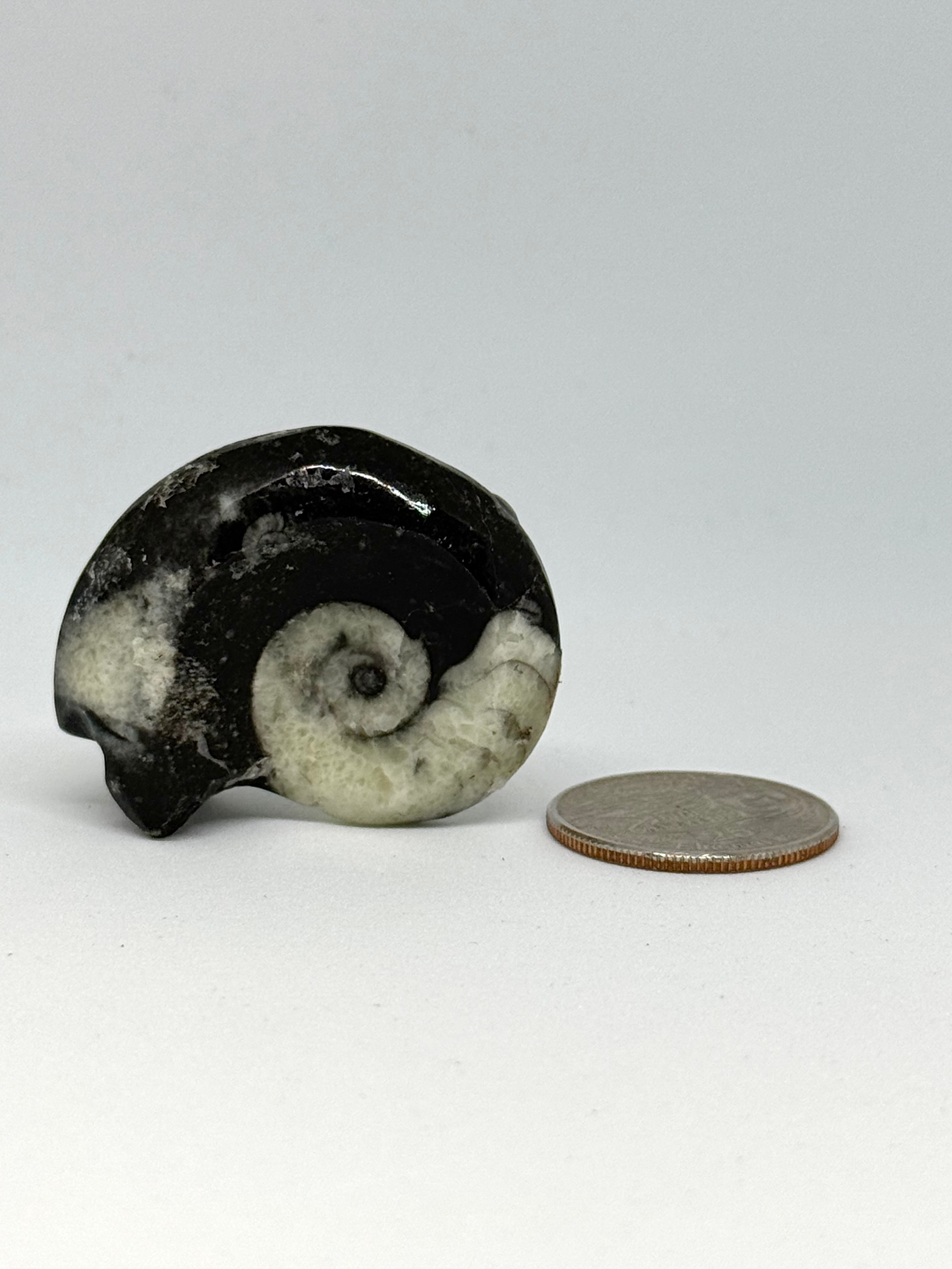 Ammonite