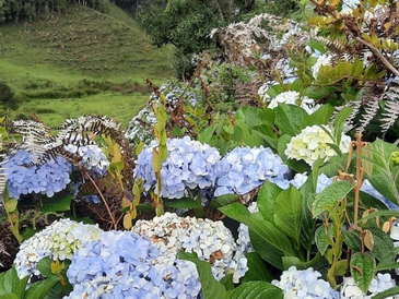 CAMINHO DAS HORTÊNSIAS