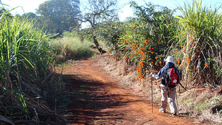 CAMINHO DA FÉ DE TAMBAÚ A APARECIDA