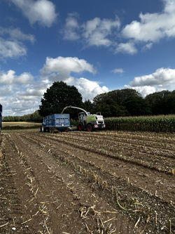 contract maize harvesting