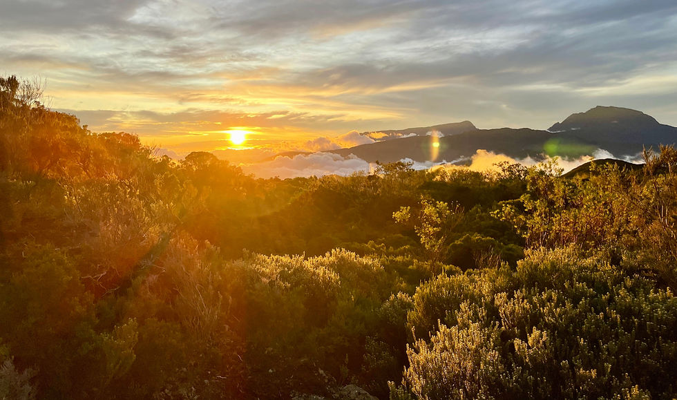 SELMA CORPORATION FORMATION