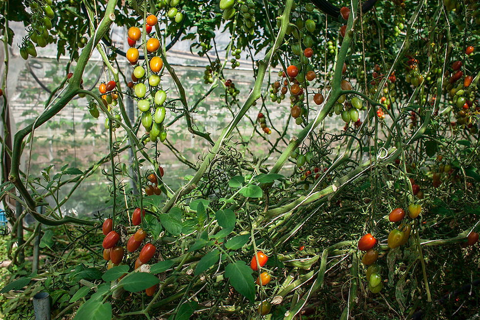 Biobonnaterra