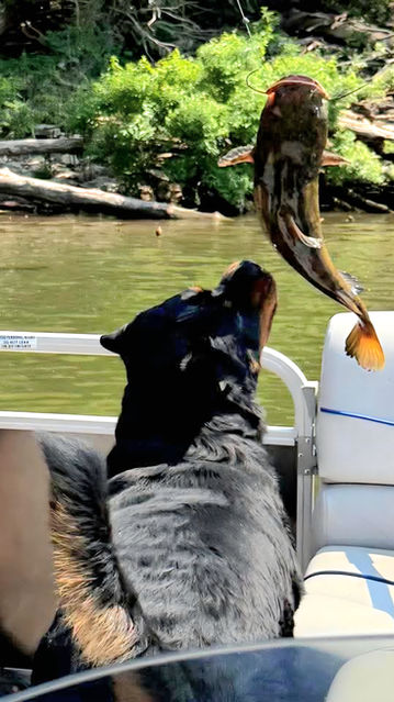 Dog enjoys fishing on a lake