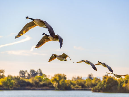 Migrating birds visiting Southwest Missouri.