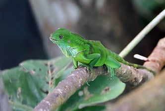 lizard.jpg