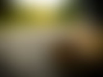 The Box Turtle in SW Missouri