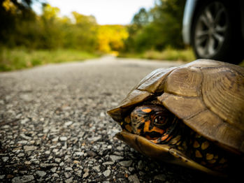 The Box Turtle in SW Missouri