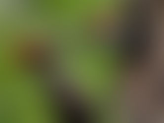 The Pileated Woodpecker: A Bold Spirit of the Ozarks