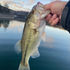 Bass Fishing November