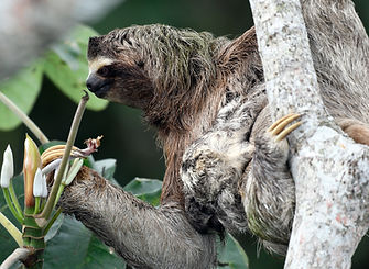 sloth.jpg