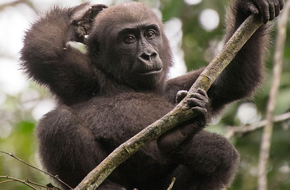 gorilla3mf.jpg