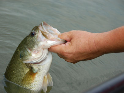 Spring Bass Fishing