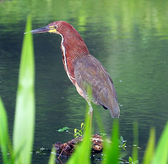 rufescent tiger heron.jpg