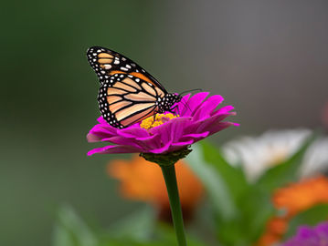 Attracting Butterflies to your Garden