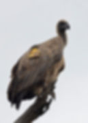 White-backed Vulture A733 - 28th Nov 2025, Punda Maria, Kruger National Park