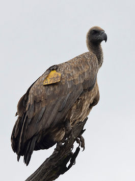 Where There’s Life - Vulture A733