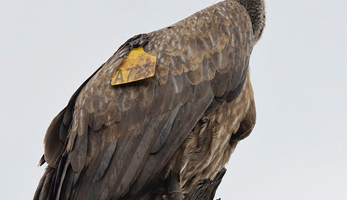 Where There’s Life - Vulture A733