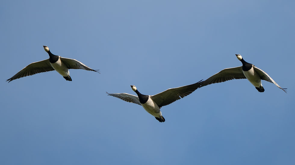 Barnacle Geese from Greenland inbound for Loch Gruinart RSPB Reserve © Jeff Clarke