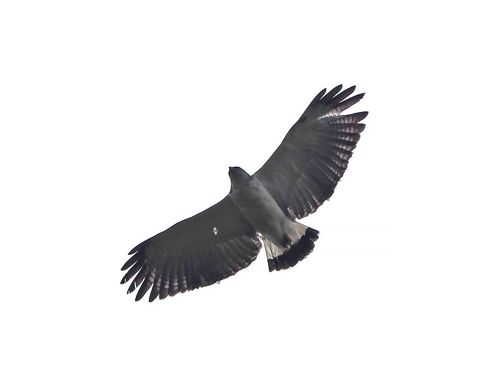 A Grey-backed Hawk soars over the canopy at Rancho Alemán, Ecuador, 26th Jan 2023
