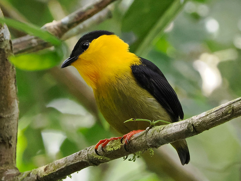 A Golden collared Manakin perches in a tree at Pipeline Rd, Panama January 2023
