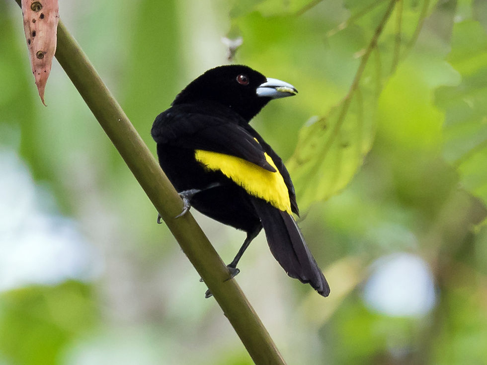 A Flame-rumped Tanager poses briefly at Rancho Alemán, Ecuador, January 2023
