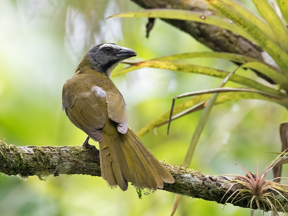 A Buff-throated Saltator perches briefly near bromeliads at Rancho Alemán, Ecuador, 26th January 2023