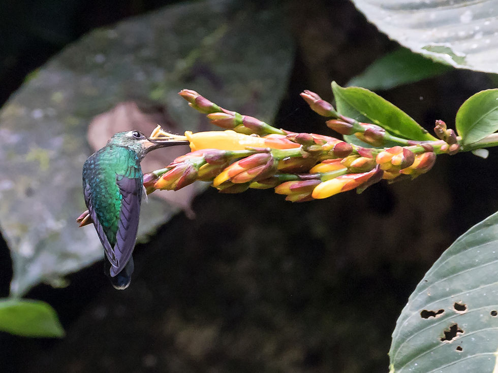 A tiny hummingbird sipping nectar Rancho Alemán, Ecuador, 26th Jan 2023