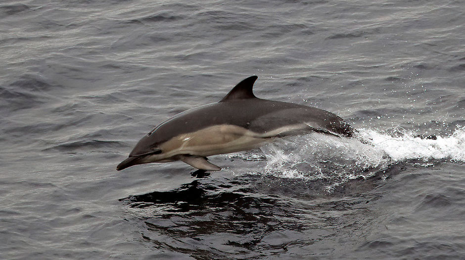 Common Dolphin 2 Celtic Sea 020924 1280 JJC OWE.jpg