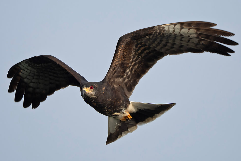 Snail Kite Rostrhamus sociabilis (male), Panama, March 2026 © Jeff Clarke