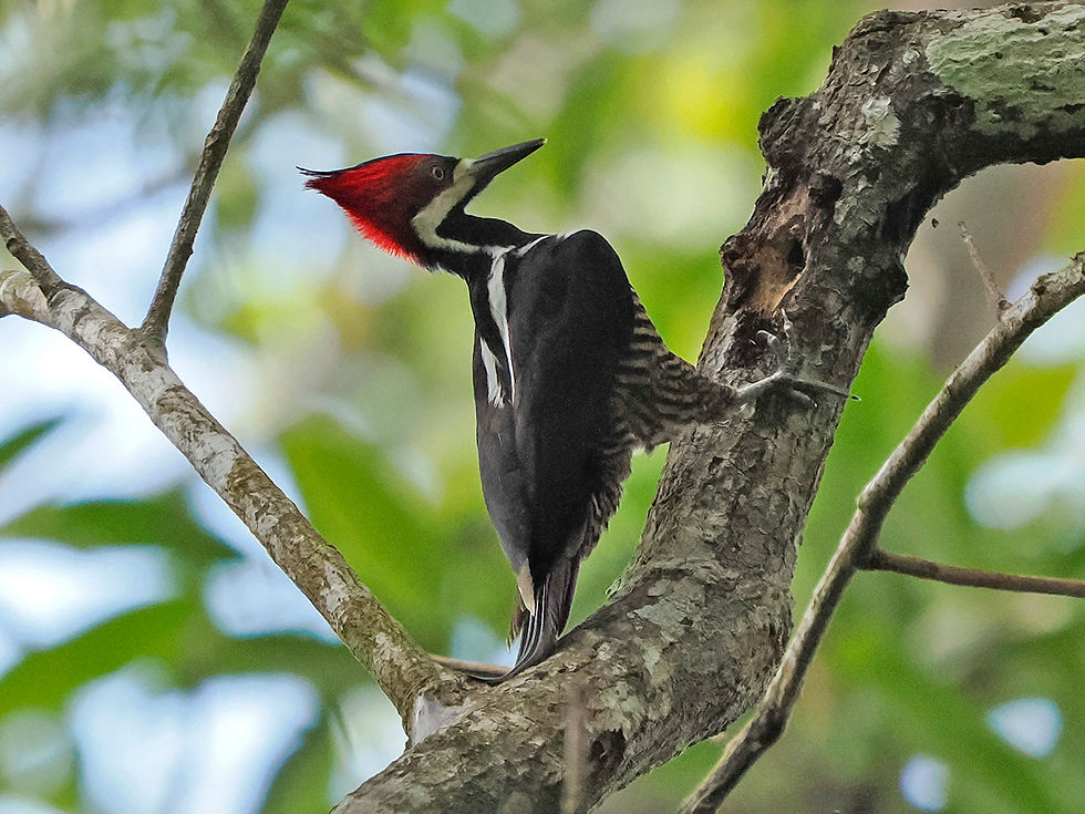 Crimson-crested Woodpecker juvenile on a tree in Pipeline Road, Panama January 2023