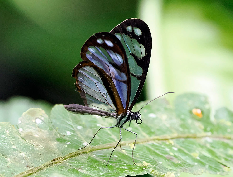 A tiny glasswing butterfly poses on a leaf at Rancho Alemán, Ecuador, 26th January 2023