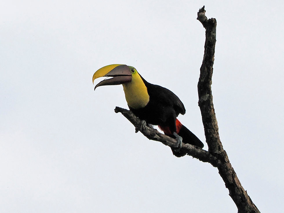 A Chestnut-mandibled Toucan perches in a tree at Pipeline Road, Panama January 2023